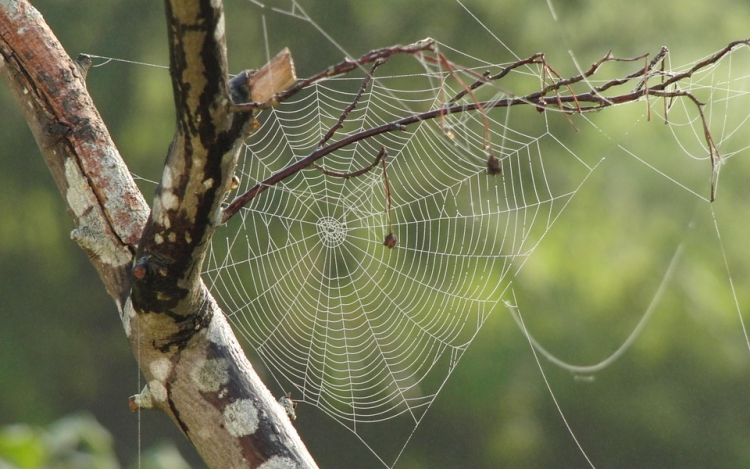 A pókok evolúciójának hiányzó láncszemét fedezték fel egy 100 millió éves borostyánkőben